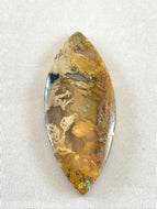 Agatized Petrified Palm Root - Marquise Cabochon - 11.6 grams