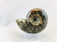Whole Ammonite Fossil - 200 grams