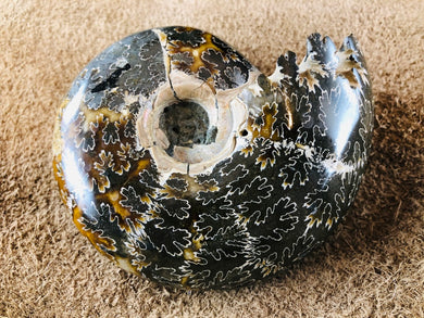 Whole Ammonite Fossil - 330 grams
