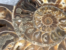 Sliced Ammonite Fossil - 270 grams