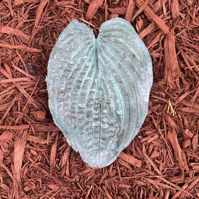 Jade Green Hosta Leaf - Cast Portland Cement - Small 5-3/4