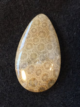 Agatized Fossil Coral - Teardrop Cabochon - front view