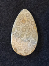 Agatized Fossil Coral - Teardrop Cabochon - back view