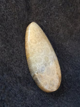 Agatized Fossil Coral - Teardrop Cabochon - side view