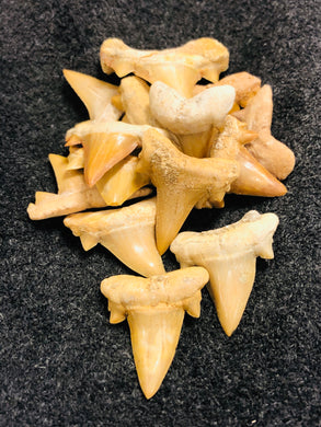 Fossil Shark tooth pile